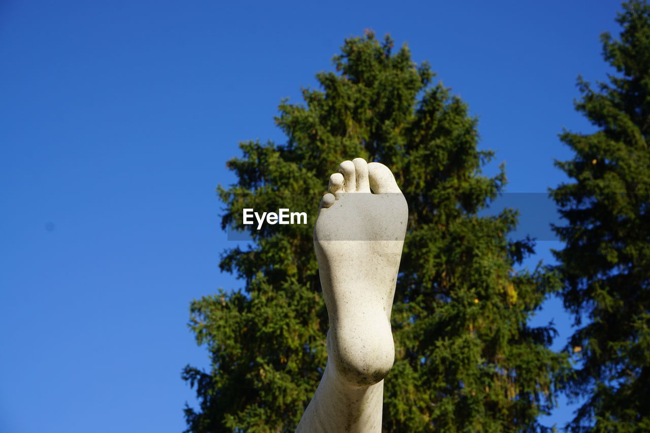 LOW ANGLE VIEW OF PERSON HAND AGAINST TREES