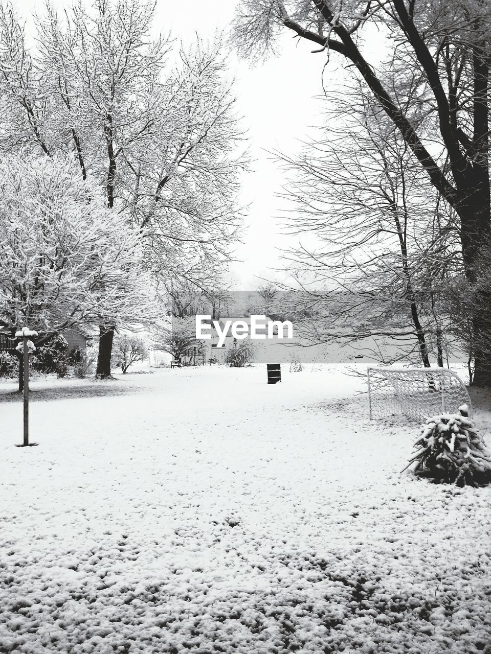 SNOW COVERED TREES