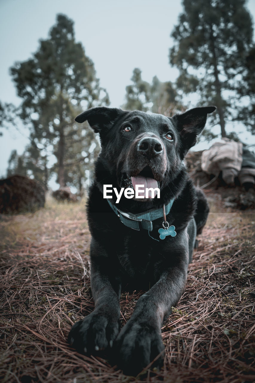 PORTRAIT OF DOG ON FIELD