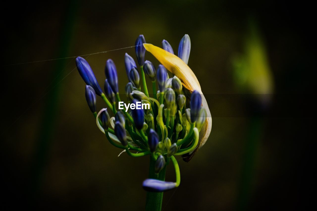 Close-up of purple flower buds in back yard