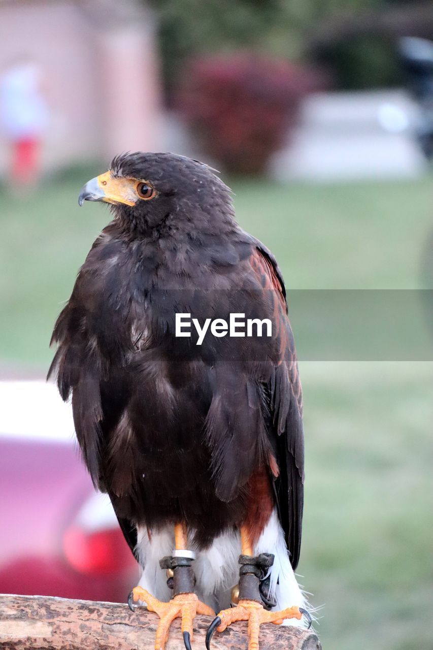 Close-up of a bird