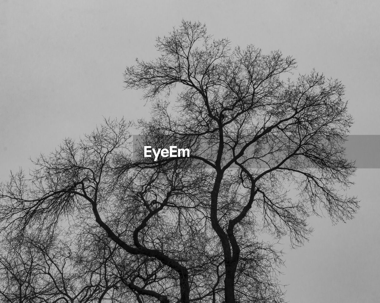 LOW ANGLE VIEW OF BARE TREE AGAINST SKY