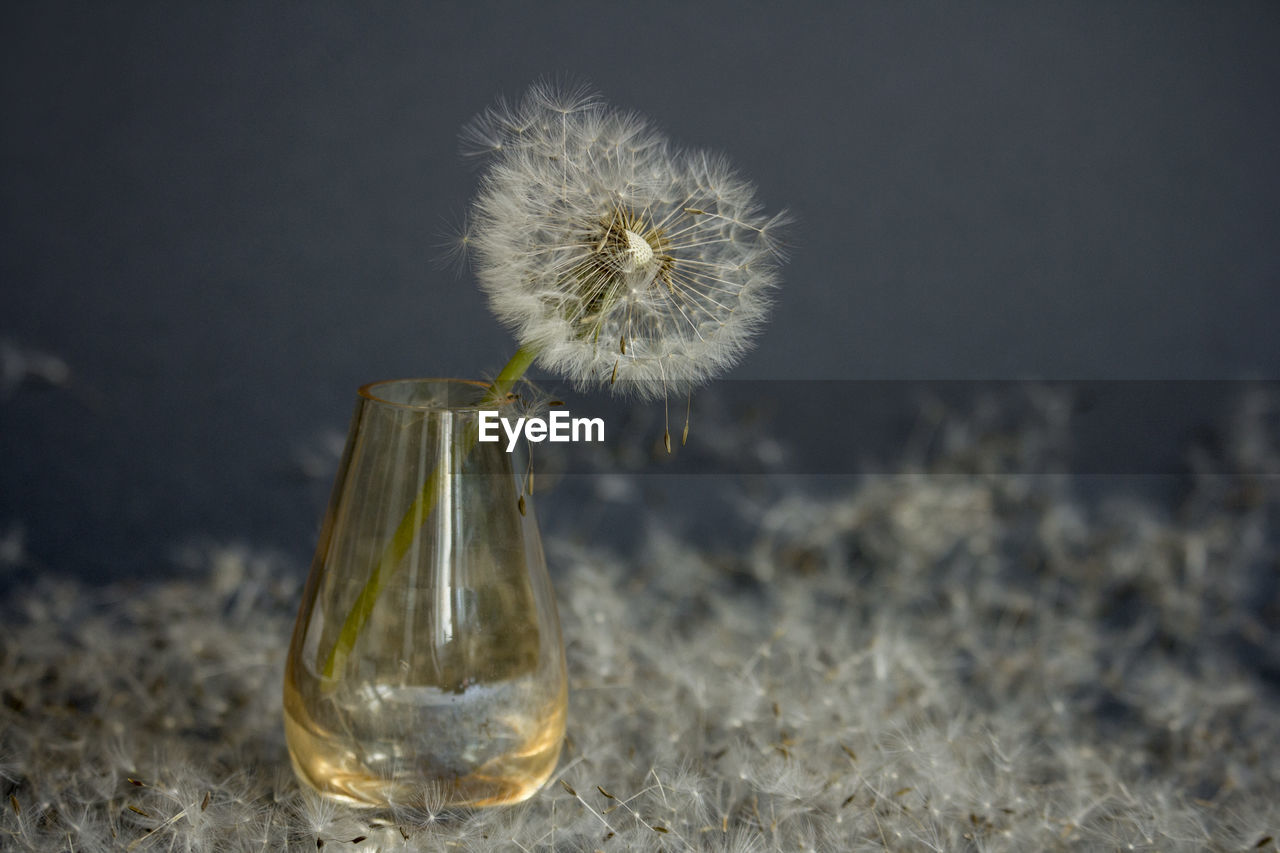 Dandelion in glass vase and dandelion seeds