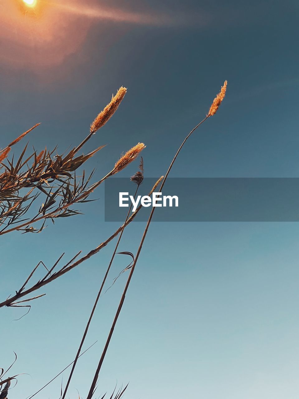 LOW ANGLE VIEW OF STALKS AGAINST THE SKY