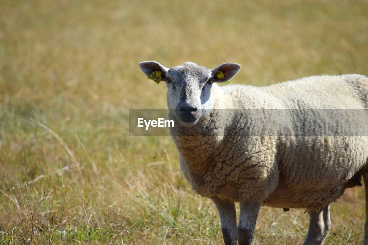 PORTRAIT OF SHEEP STANDING ON GRASS