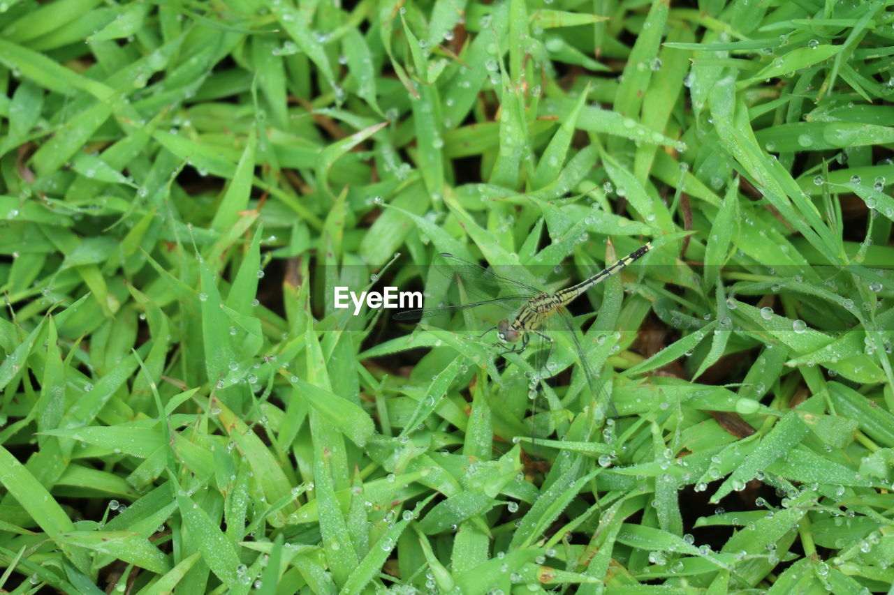 FULL FRAME SHOT OF WATER DROPS ON LEAVES