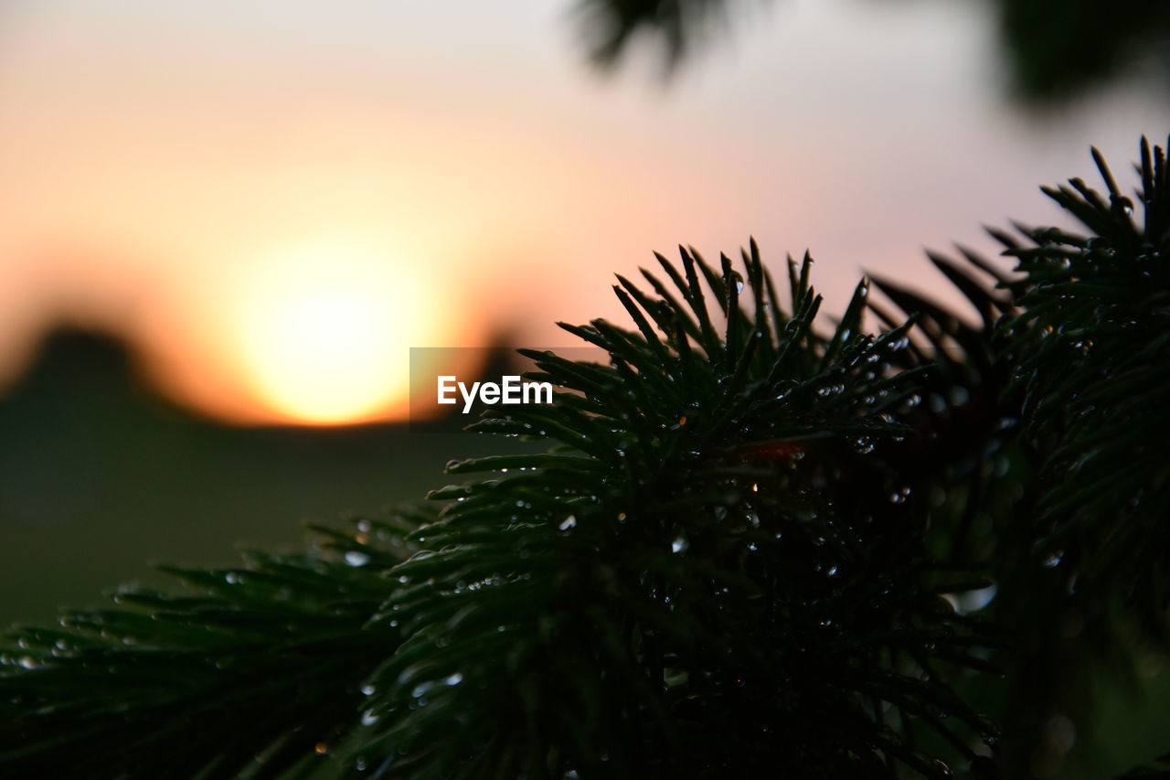 CLOSE-UP OF TREE AGAINST SUNSET SKY