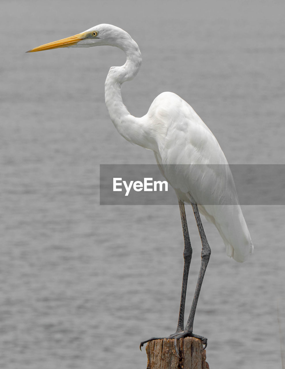 WHITE BIRD PERCHING ON A SEA