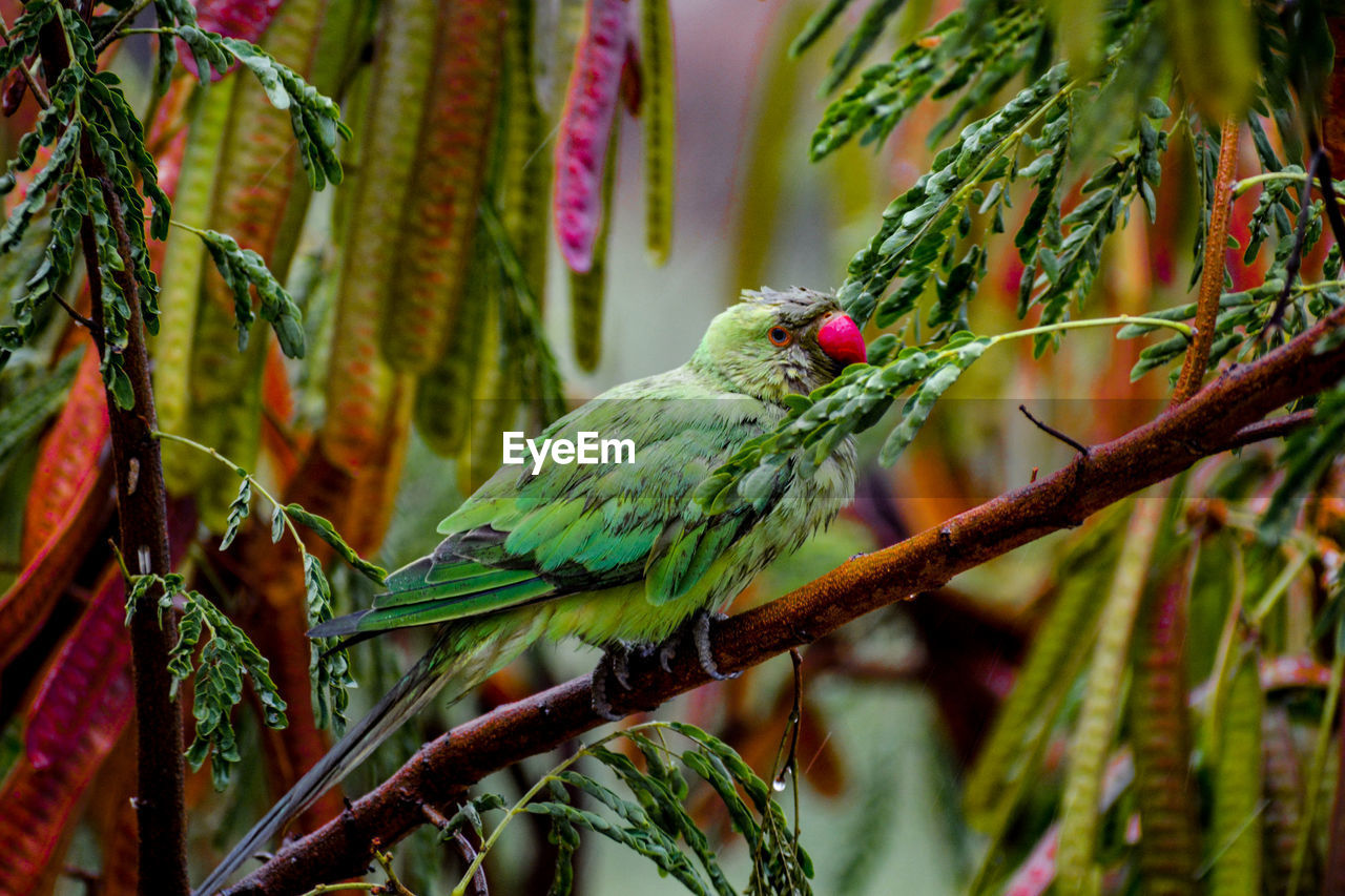 Close-up of parrot perching on branch