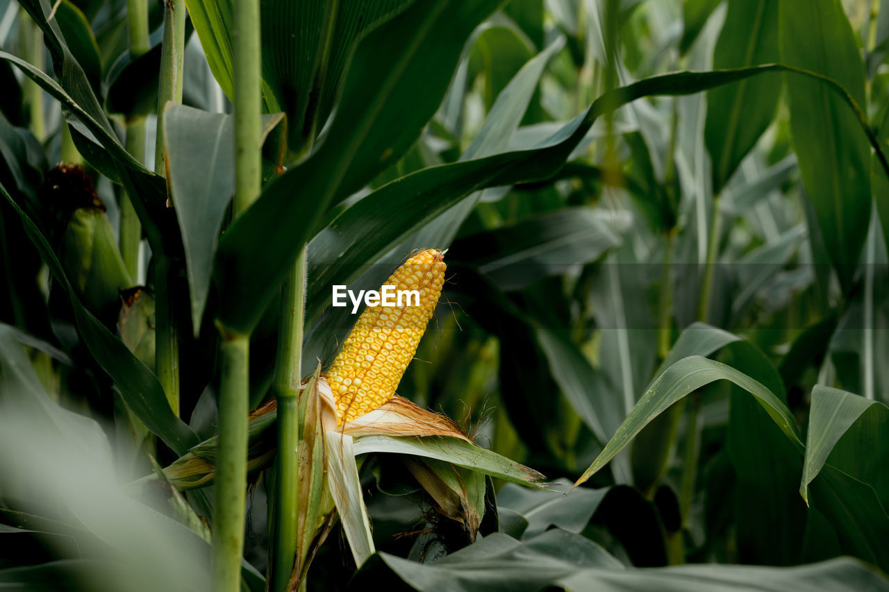 close-up of corn