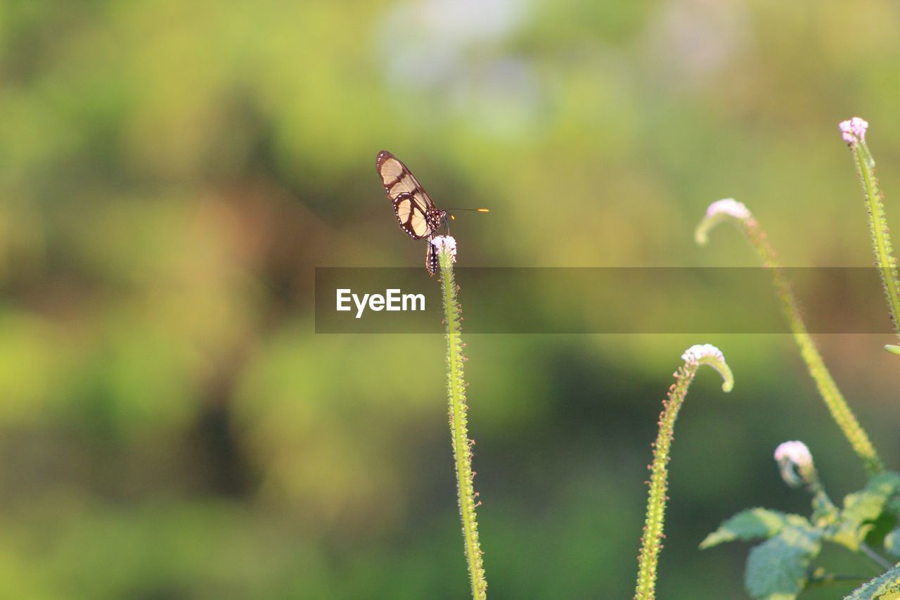 Close-up of butterfly pollinating flower