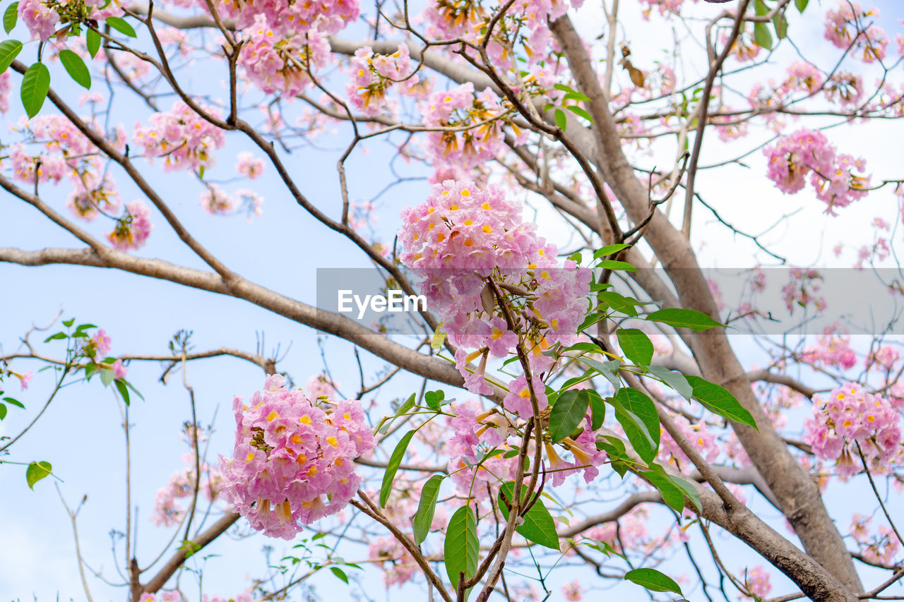 Pink trumpet shrub flowering tree blossom on green leaves, pink tecoma or tabebuia rosea plant