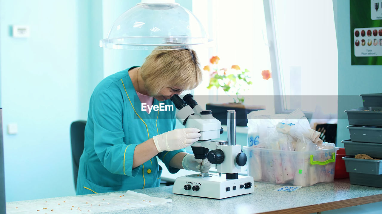 Biochemist working in the lab with sprouted, rooted corn seeds, examines them with microscope, in