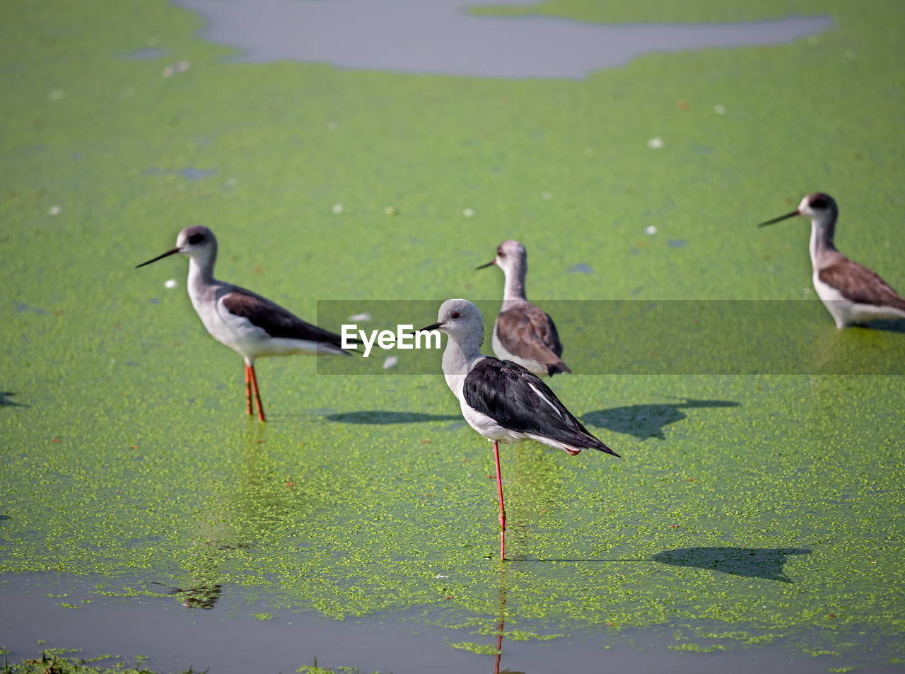 BIRDS ON LAKE