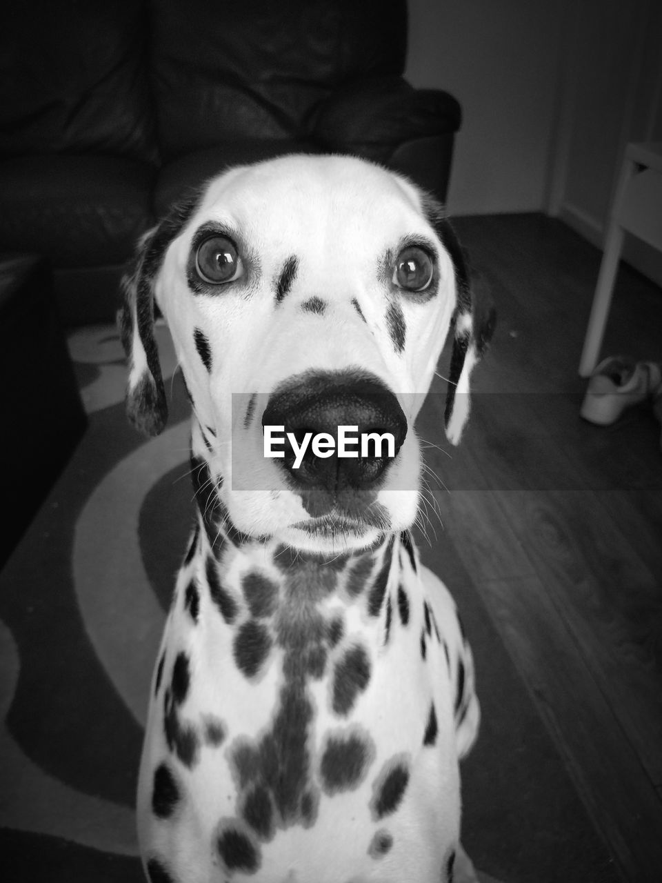 Close-up portrait of dalmatian dog at home