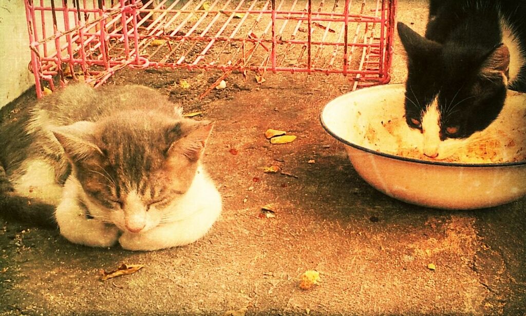 CAT LYING ON THE GROUND