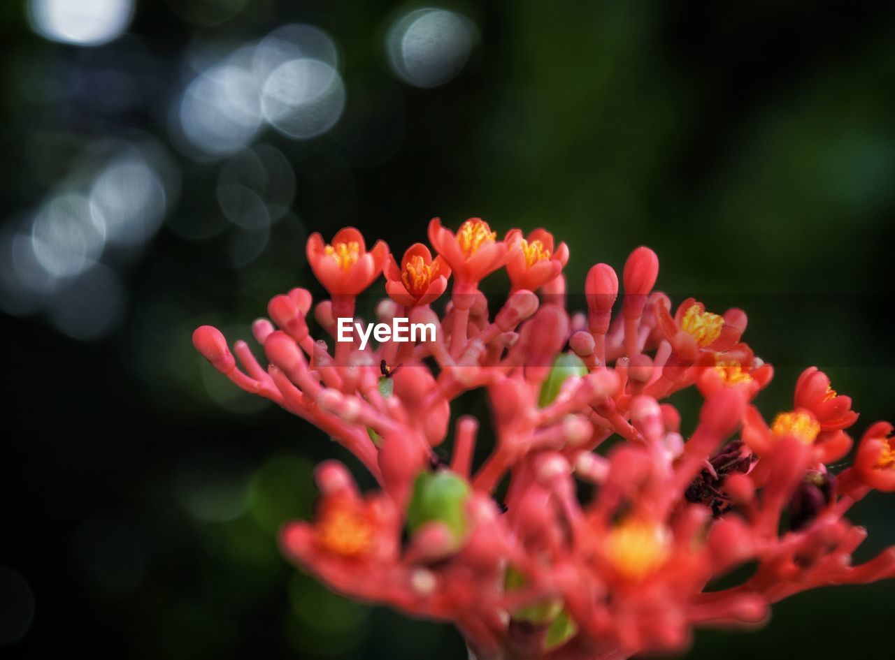 Close-up of red flowering plant