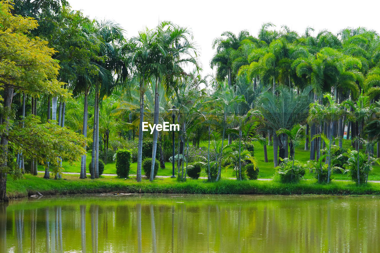 Trees by lake against sky