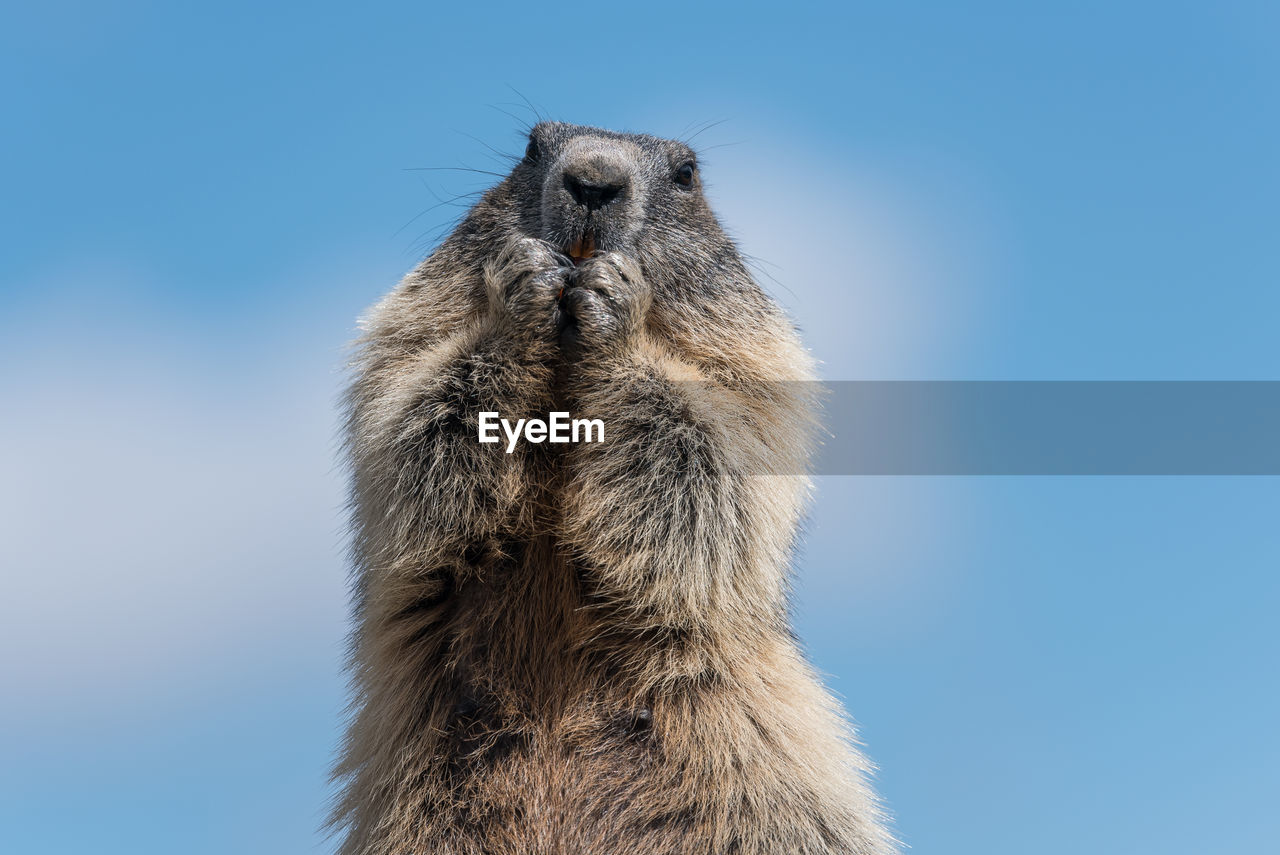 LOW ANGLE VIEW OF OSTRICH AGAINST BLUE SKY