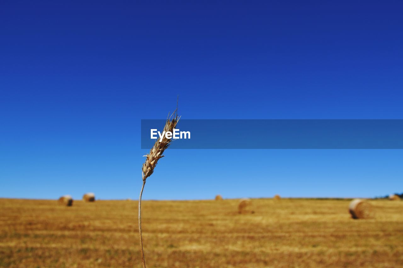 Plants growing on field against blue sky