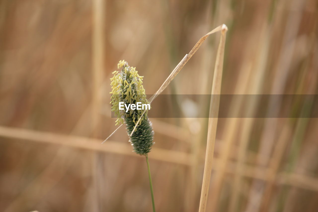 Close-up of flower bud growing on field