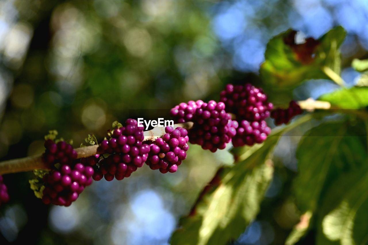 food and drink, fruit, food, healthy eating, plant, freshness, nature, leaf, blossom, flower, tree, branch, growth, plant part, macro photography, shrub, berry, close-up, agriculture, wellbeing, produce, no people, bunch, red, outdoors, ripe, landscape, day, crop, land, selective focus, autumn, beauty in nature, focus on foreground, juicy, green, sunlight, rural scene