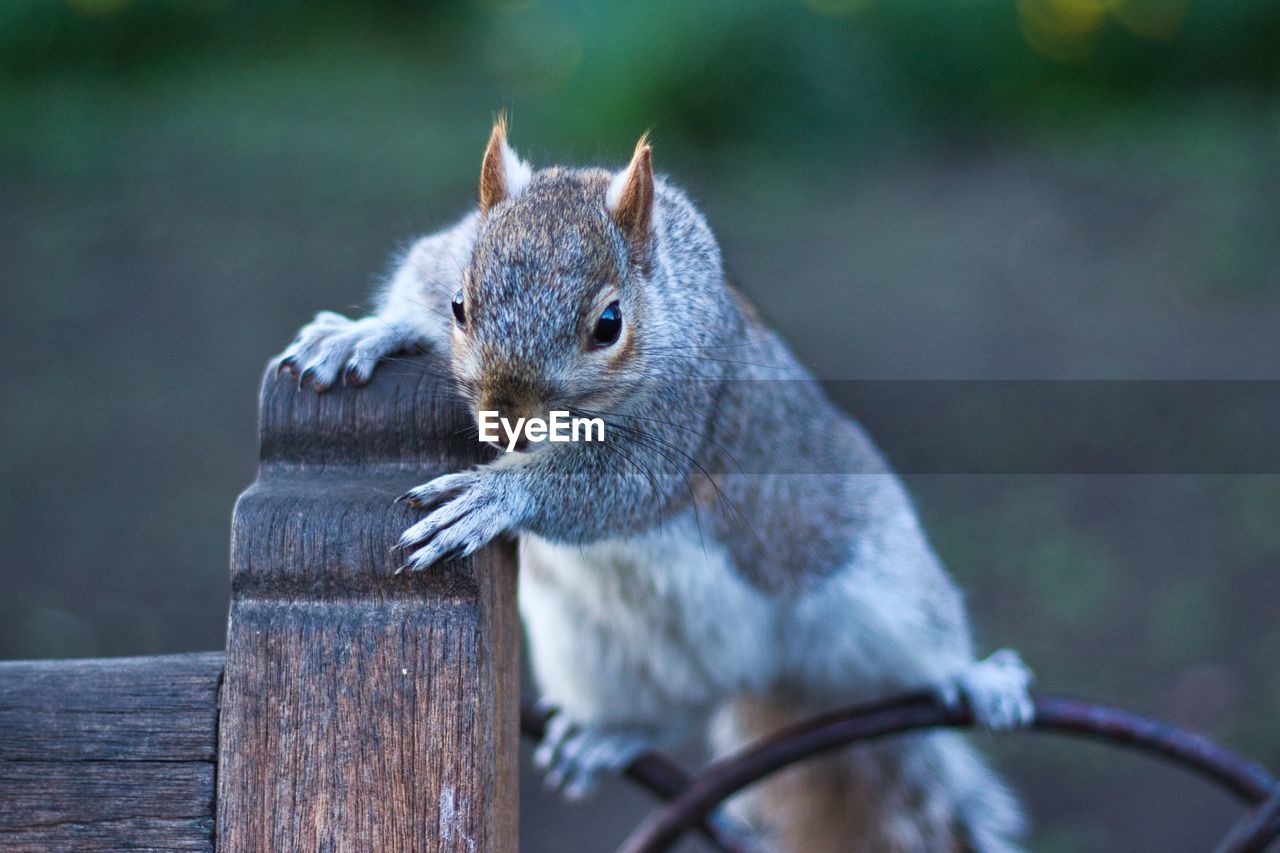 Portrait of squirrel on wooden fence