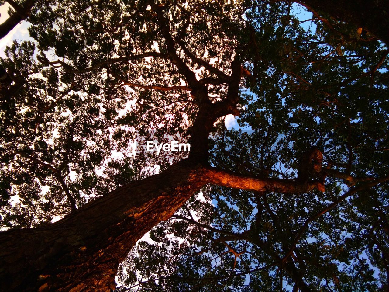 LOW ANGLE VIEW OF TREE