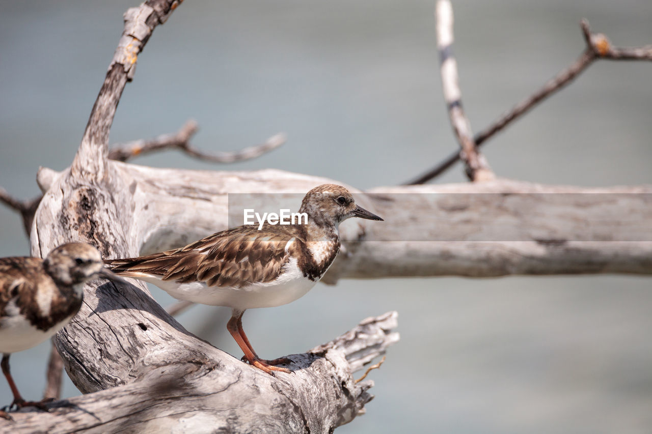 Nesting ruddy turnstone wading bird arenaria interpres along the shoreline of barefoot beach