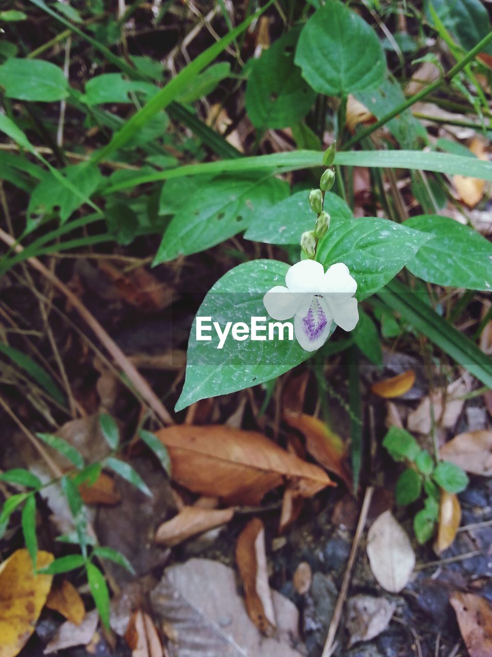 CLOSE-UP OF PLANT GROWING ON FIELD