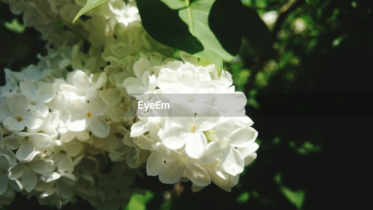 CLOSE-UP OF WHITE FLOWERS BLOOMING OUTDOORS