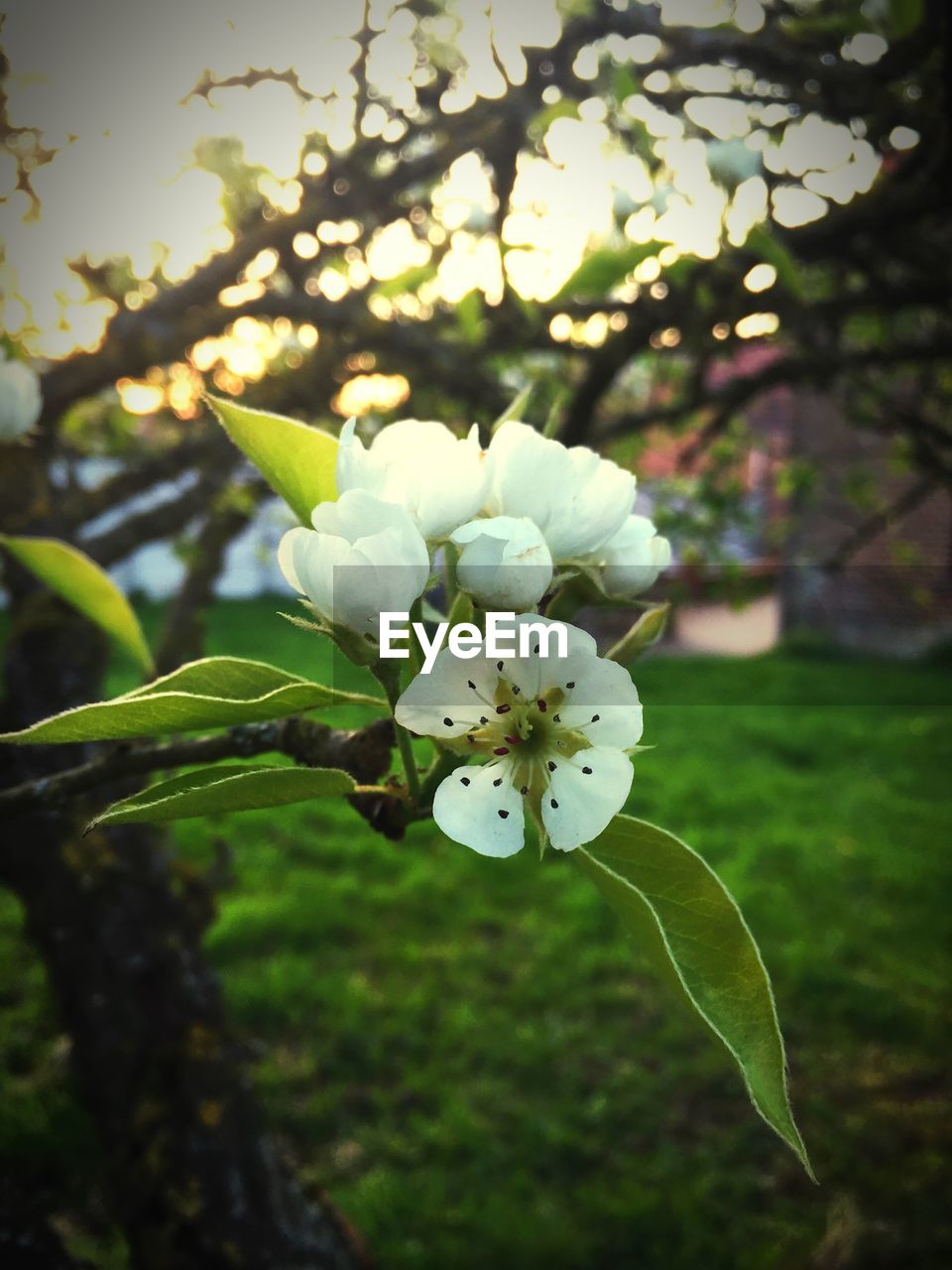 CLOSE-UP OF WHITE FLOWERS ON BRANCH