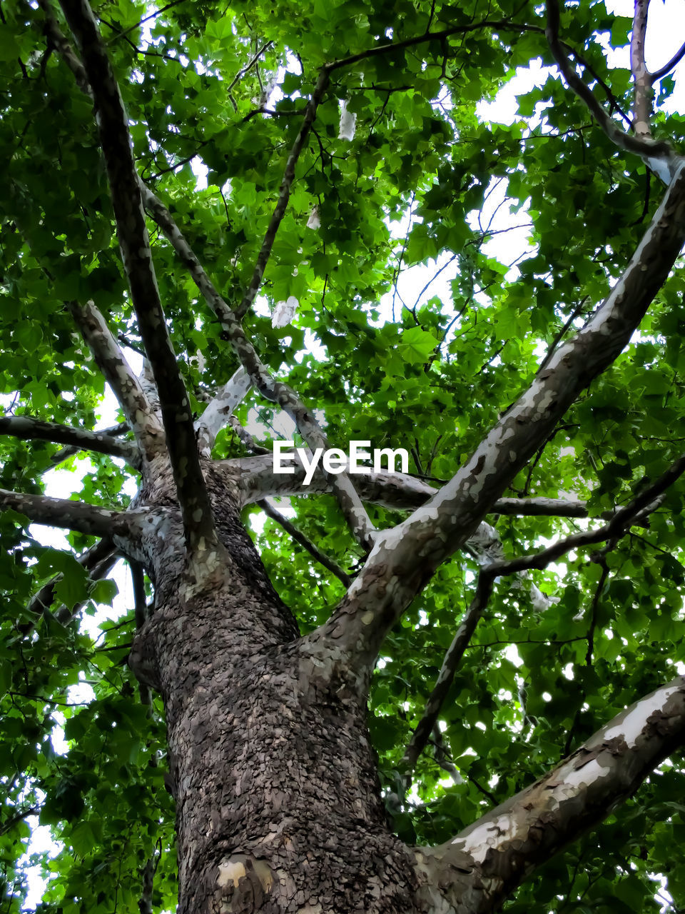 LOW ANGLE VIEW OF TREE TRUNK IN FOREST