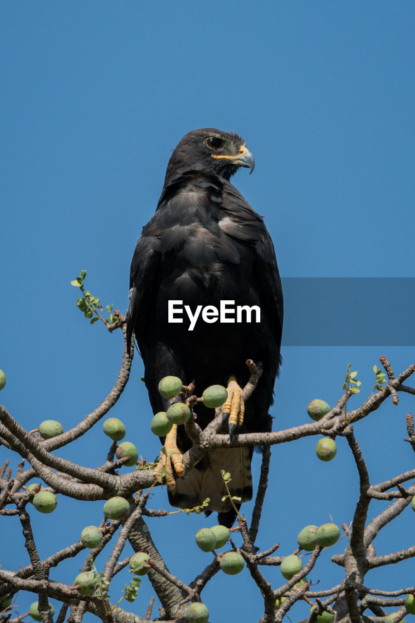 LOW ANGLE VIEW OF BIRD PERCHING ON TREE AGAINST CLEAR BLUE SKY