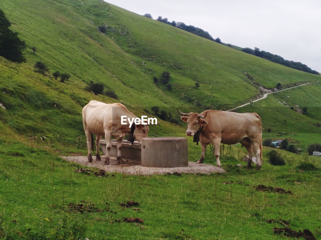 Cows grazing in a field