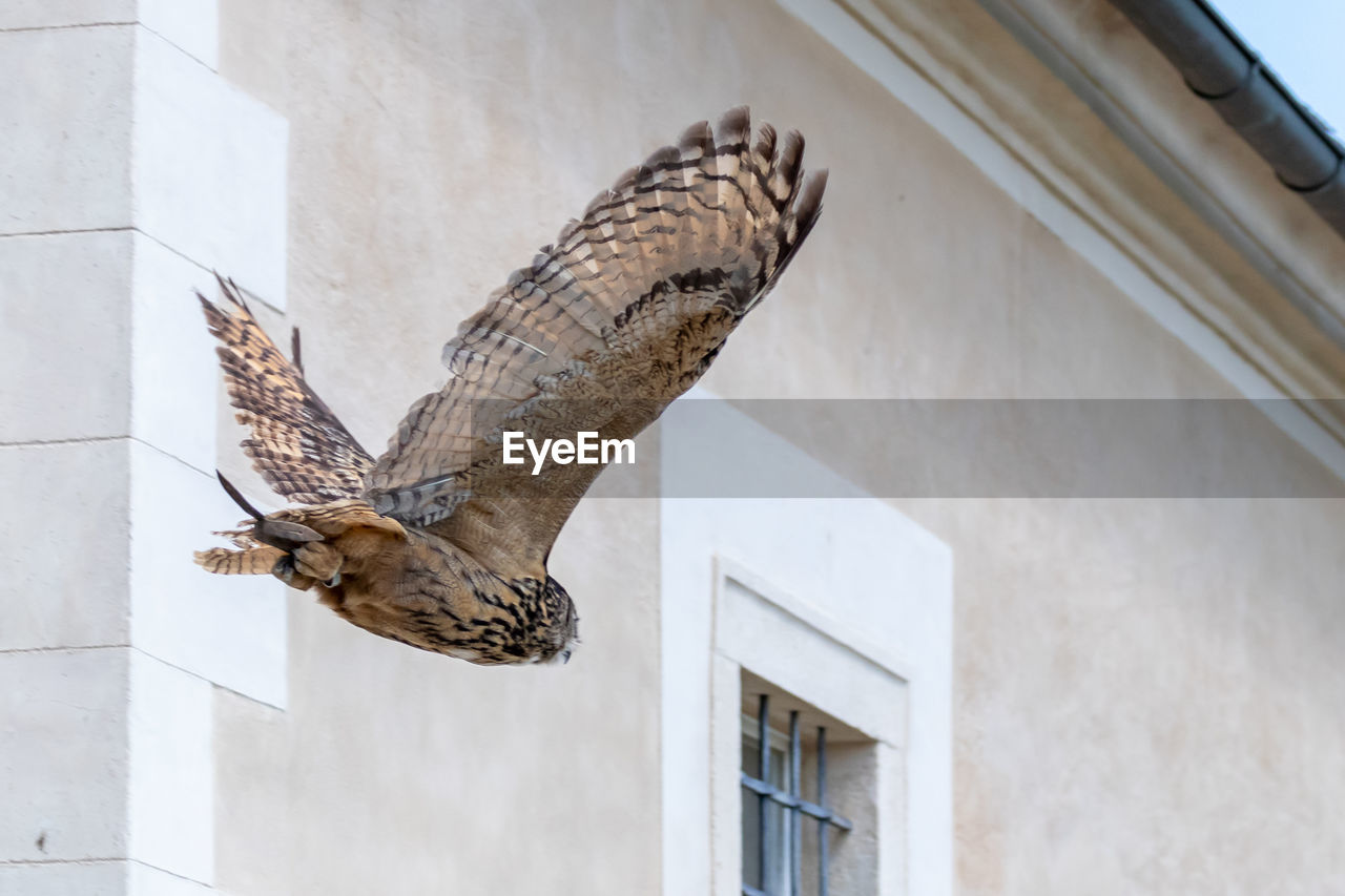 LOW ANGLE VIEW OF BIRD ON BUILDING