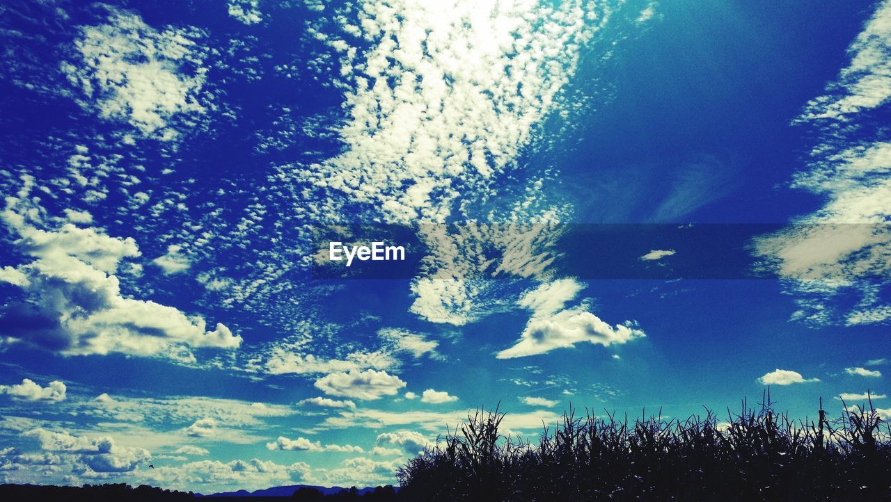 Low angle view of trees against blue sky