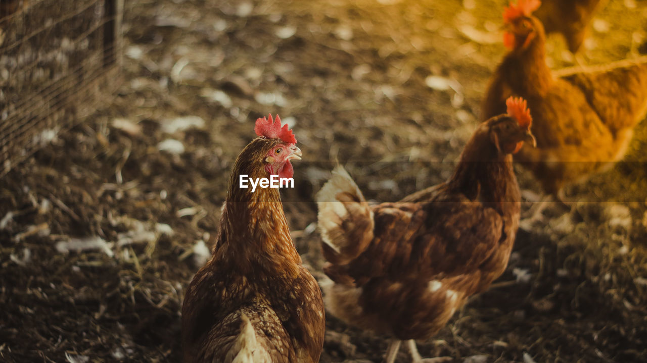 CLOSE-UP OF ROOSTER IN VINEYARD