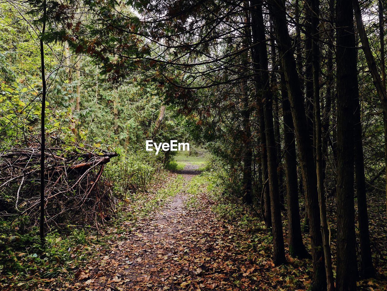 Trees growing in forest