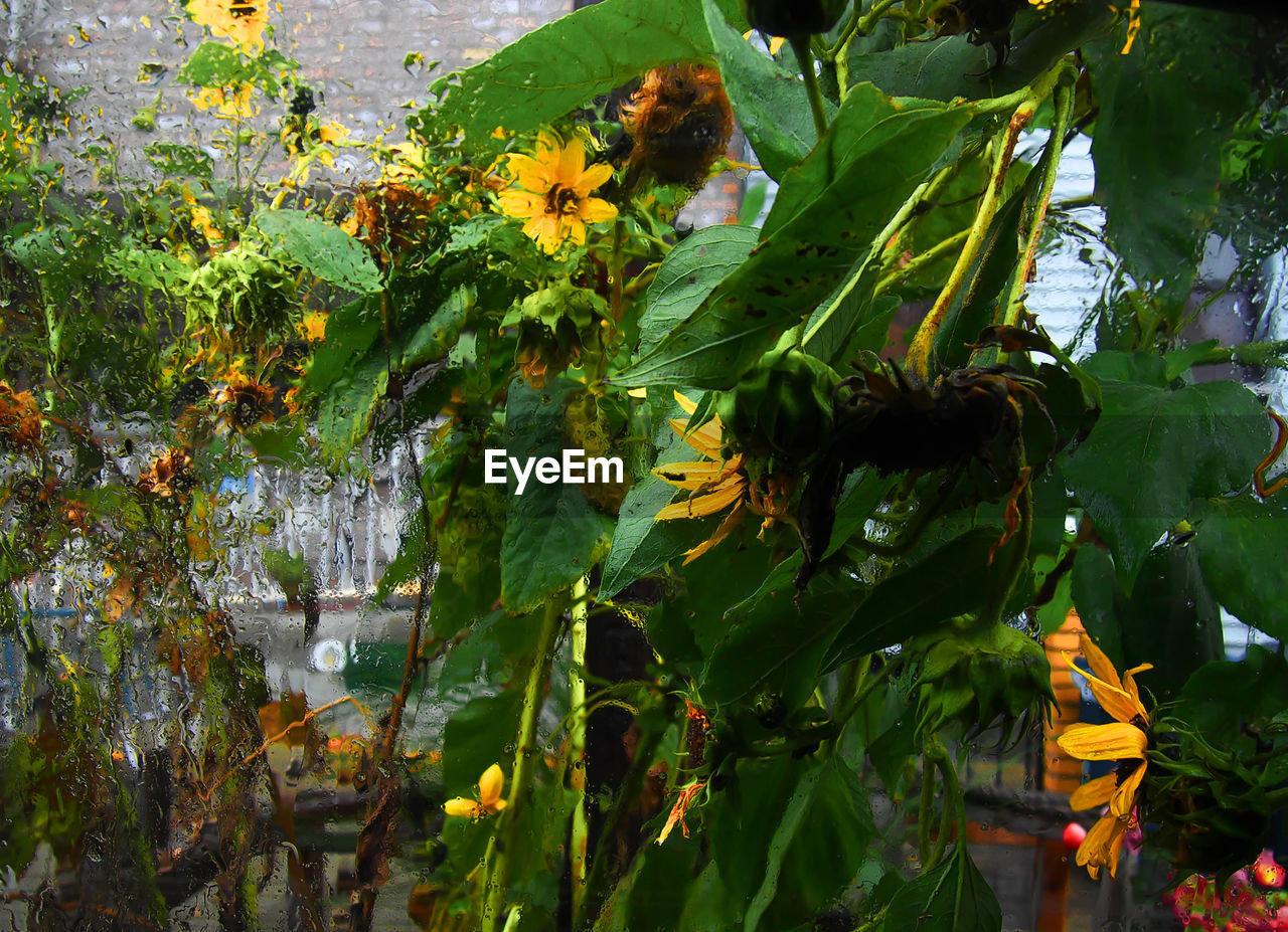 CLOSE-UP OF BEE ON YELLOW FLOWER TREE