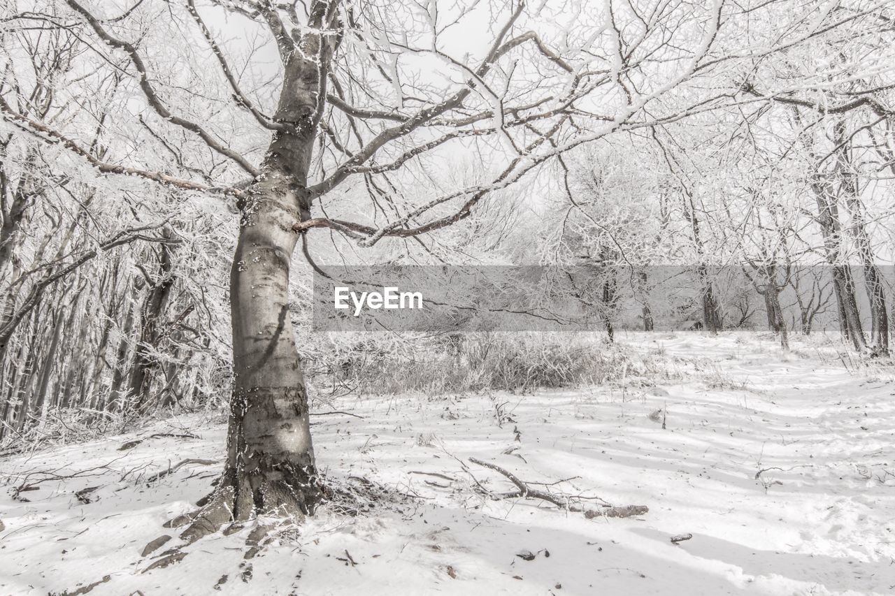 Trees on snow covered landscape