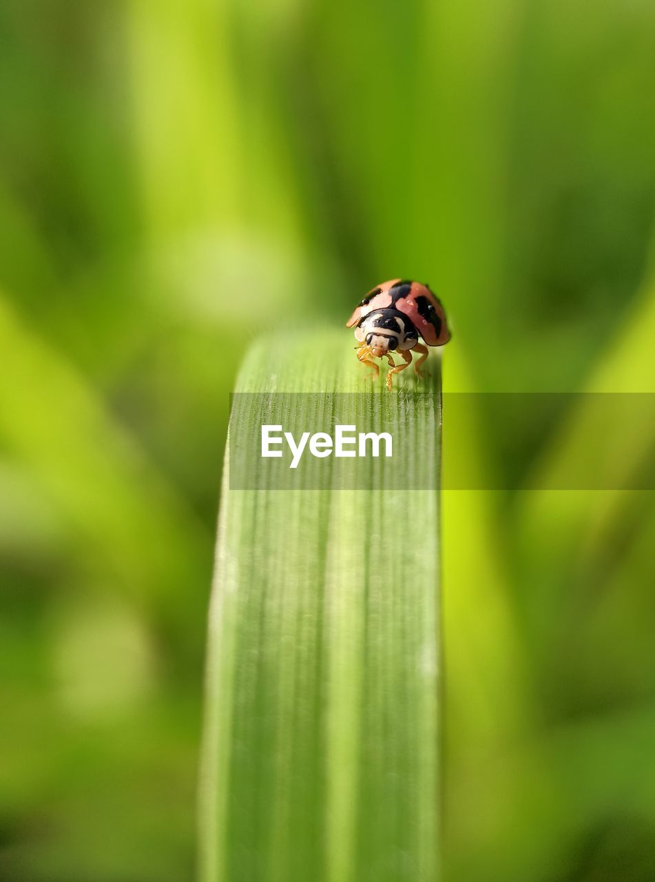 Close-up of insect on leaf