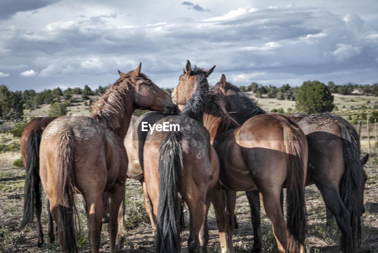 Rear view of horses standing on field against sky
