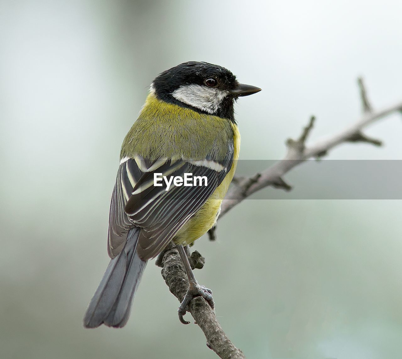 Titmouse perching on branch