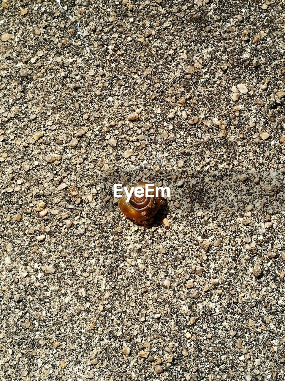 CLOSE-UP OF SNAIL ON SURFACE