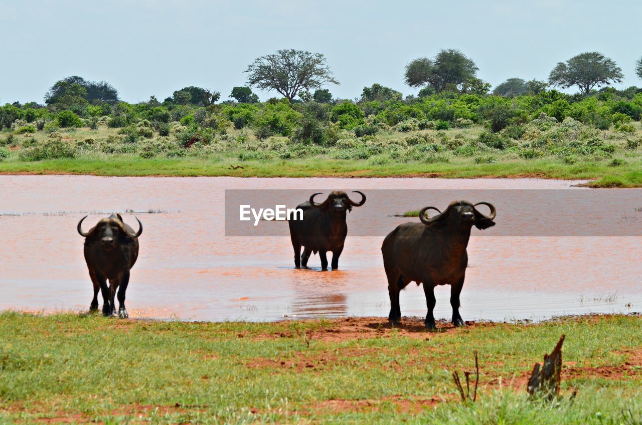 Water buffalos in lake against sky