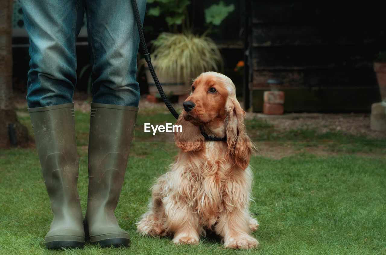 Low section of man with dog standing on grass