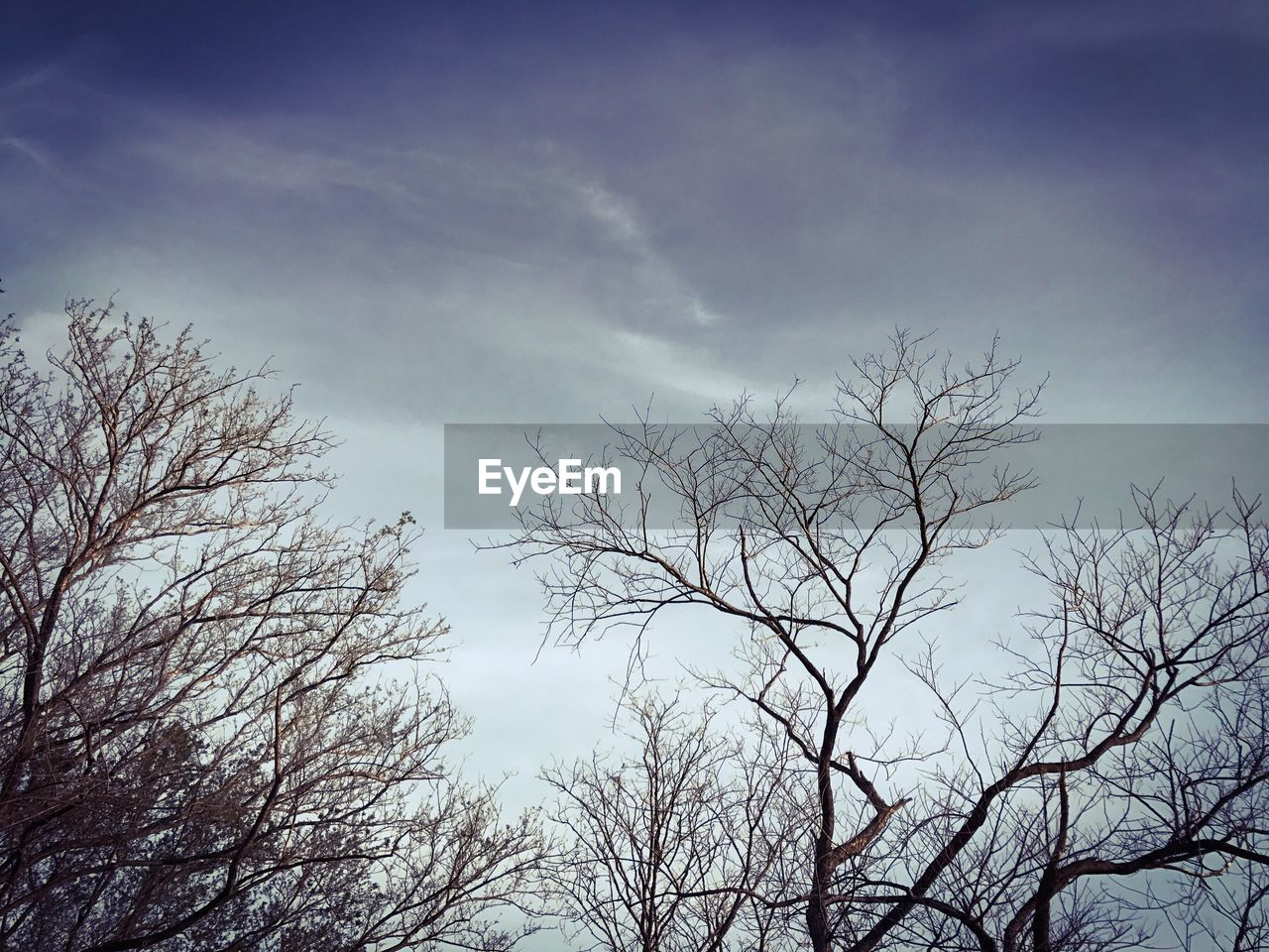 LOW ANGLE VIEW OF TREE AGAINST SKY