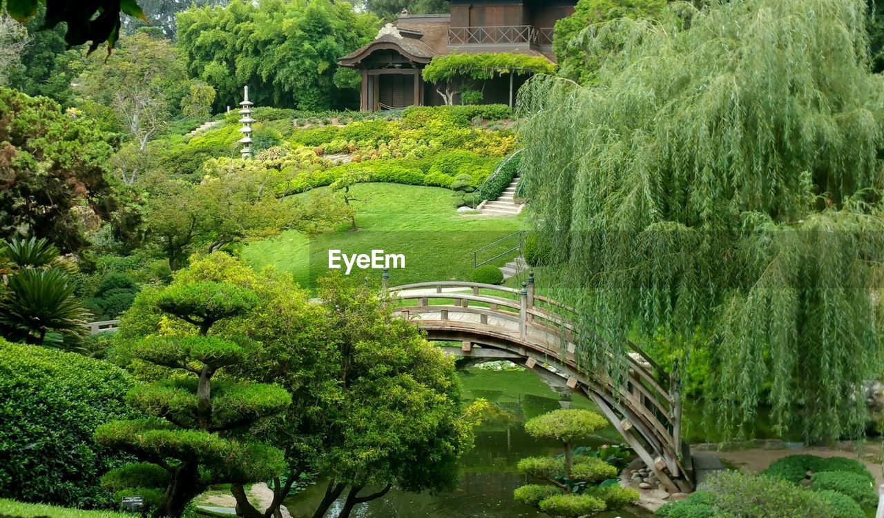 Wooden curved bridge in huntington japanese garden against green groomed garden.