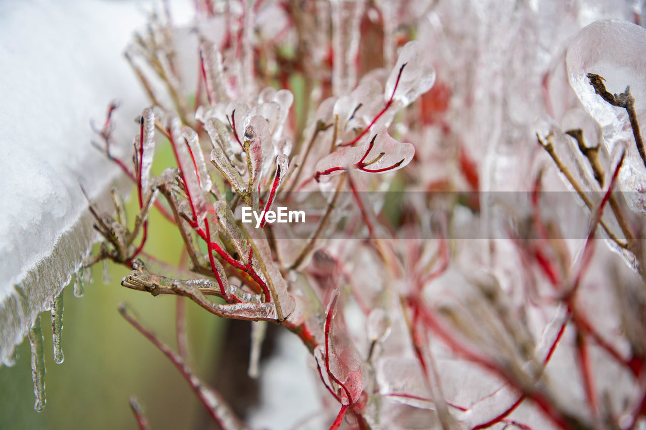 Beautiful magic icicles on aronia bushes